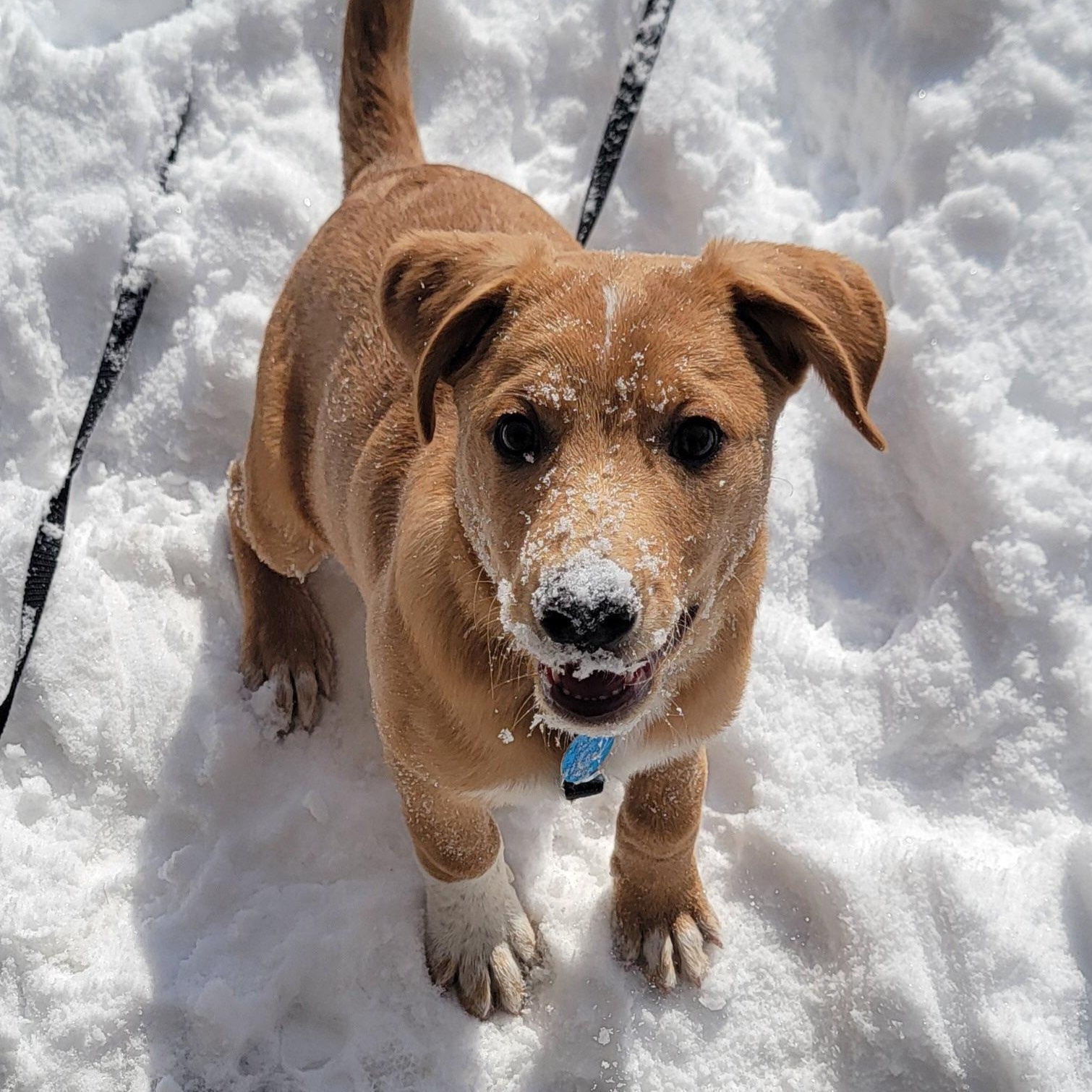 Archer, an adoptable mixed breed in Chatham, NJ image 6/6