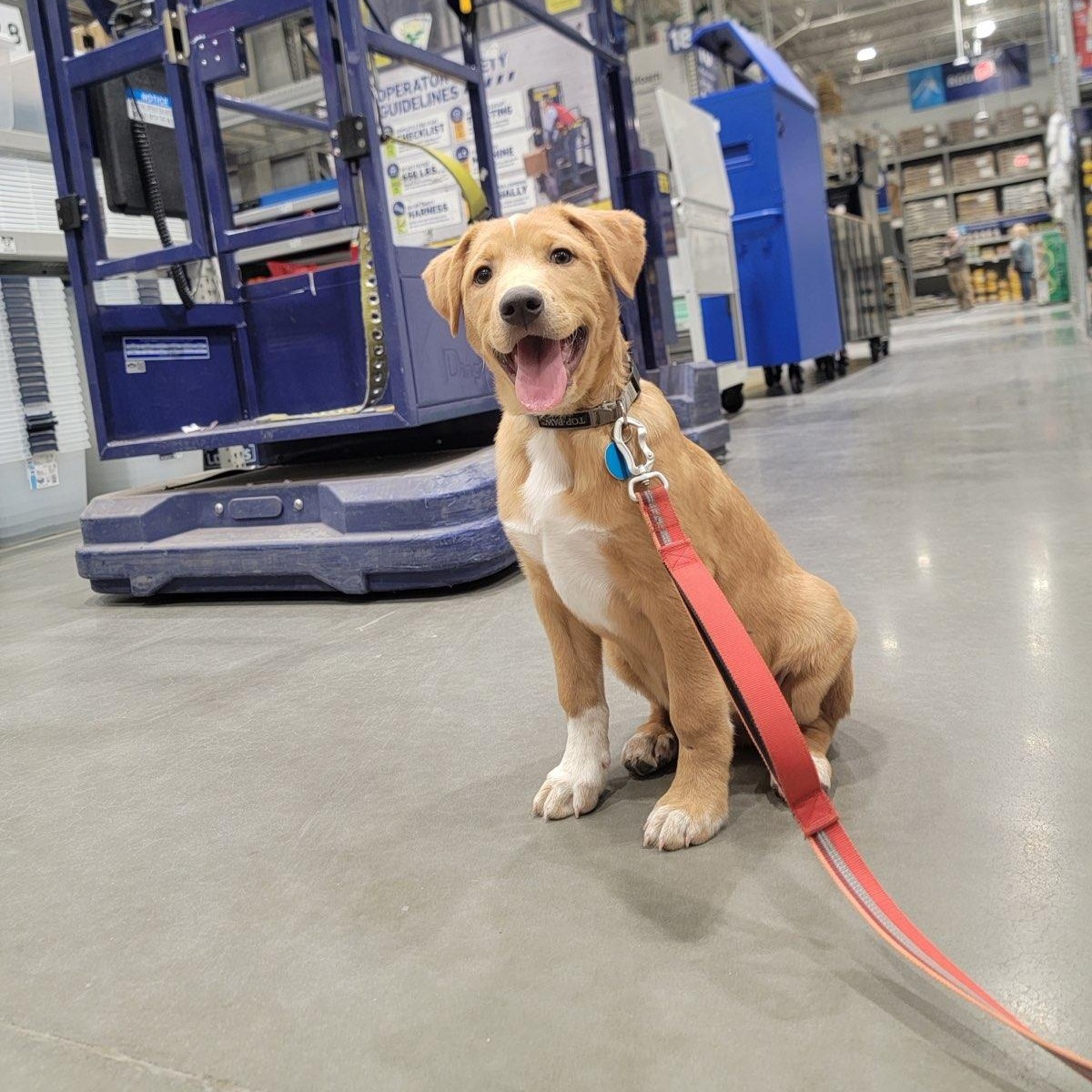 Archer, an adoptable mixed breed in Chatham, NJ image 2/6