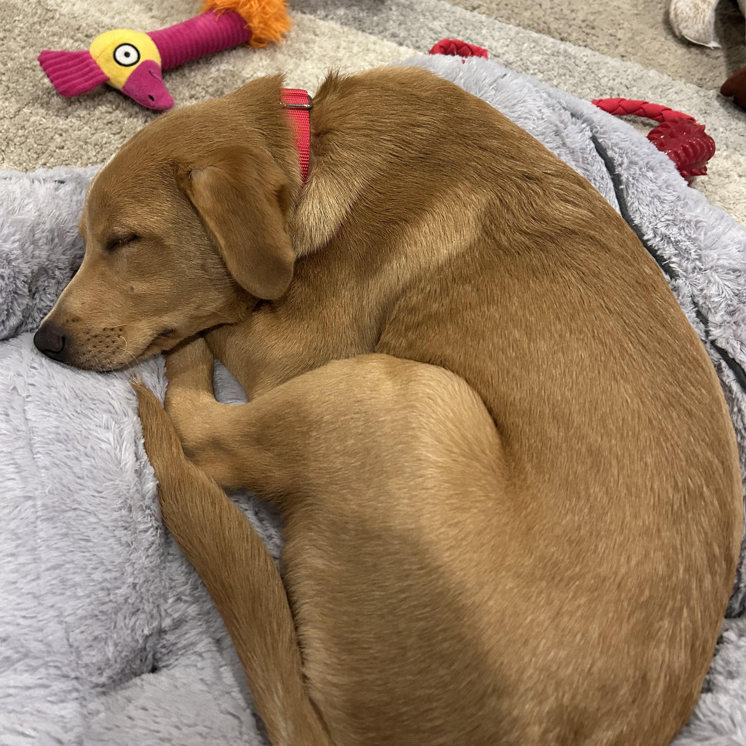 Archer, an adoptable mixed breed in Chatham, NJ image 3/6