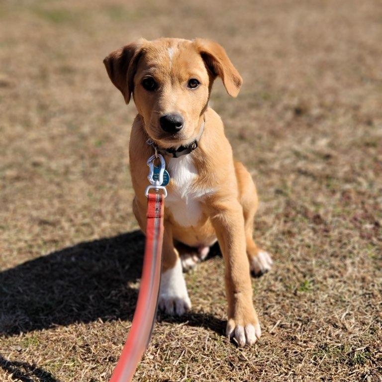 Archer, an adoptable mixed breed in Chatham, NJ image 4/6