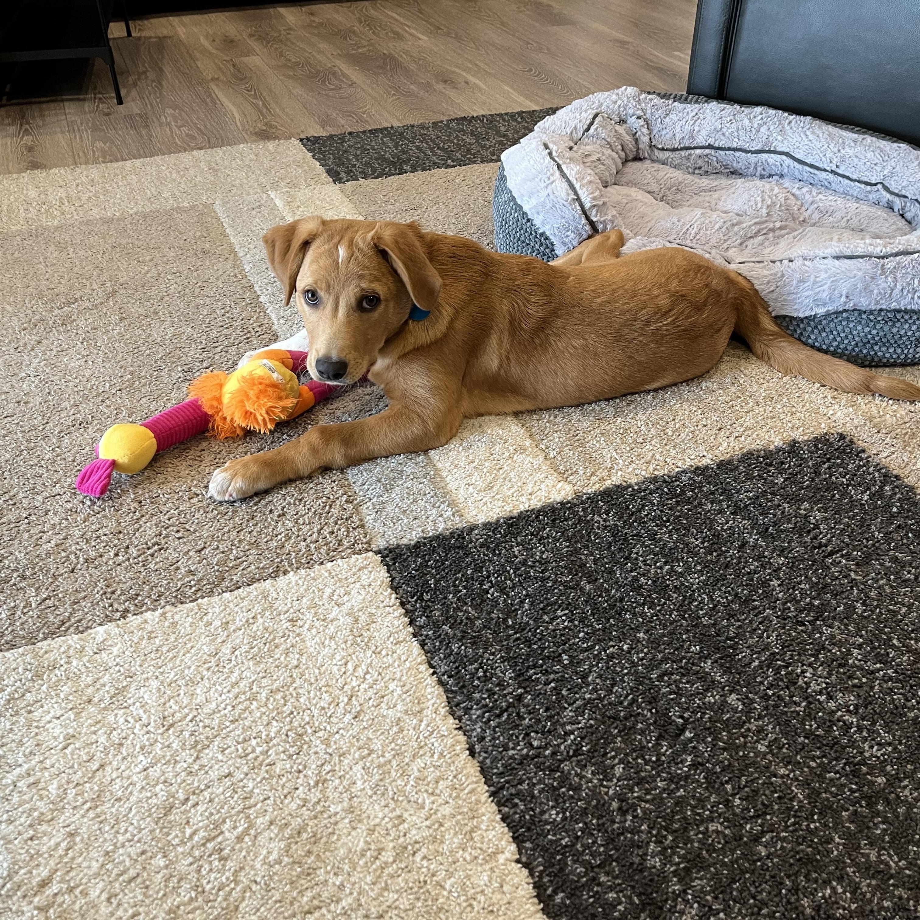 Archer, an adoptable mixed breed in Chatham, NJ image 5/6