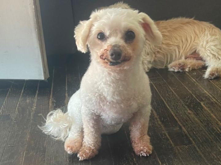 Enlarge Lady, a Adoptable Miniature Poodle in Los Angeles, CA image 2/4