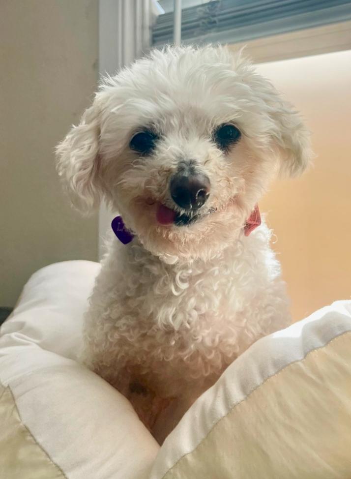Lady, Adoptable, Senior Female Miniature Poodle.