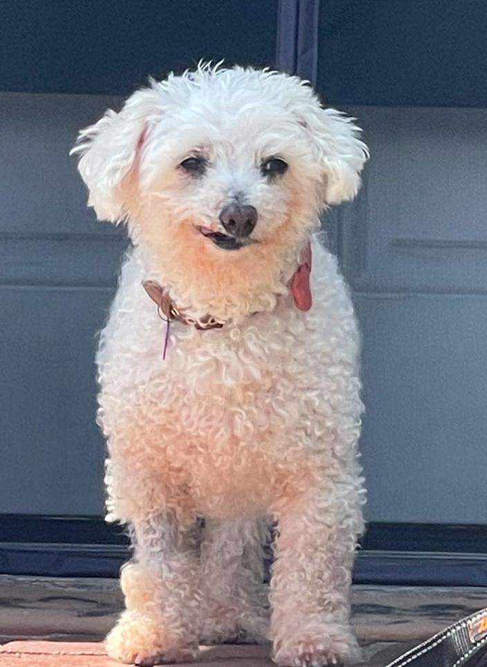 Enlarge Lady, a Adoptable Miniature Poodle in Los Angeles, CA image 4/4