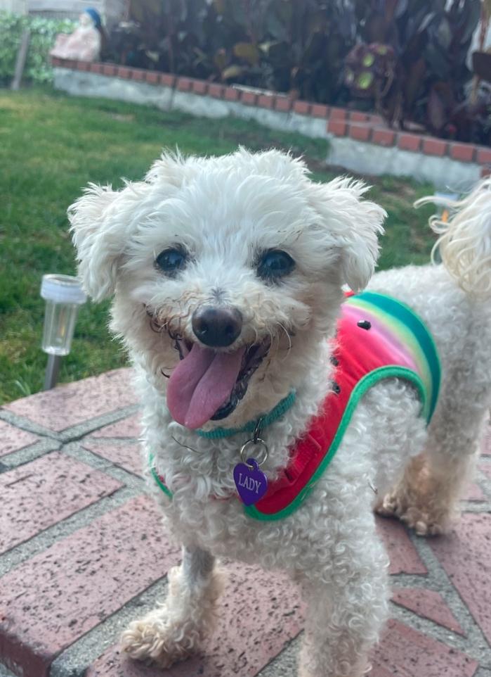 Enlarge Lady, a Adoptable Miniature Poodle in Los Angeles, CA image 3/4