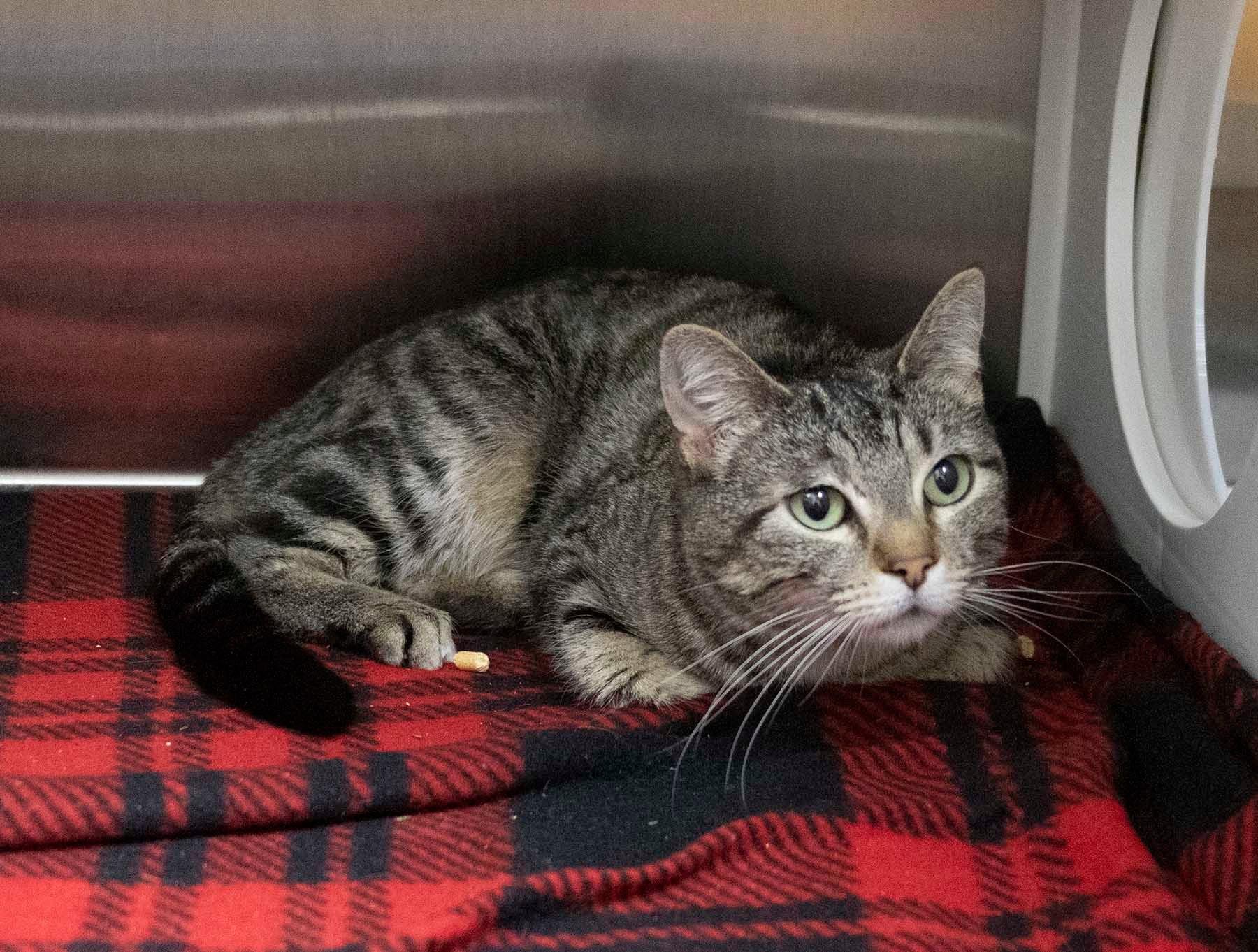Enlarge Mama, a Adoptable Tabby in Mesquite, TX image 1/1