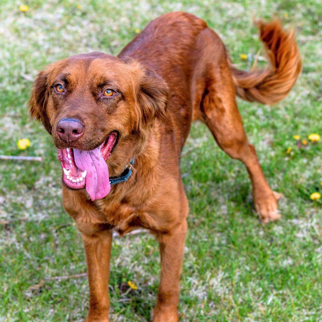Enlarge June Carter, a Adoptable mixed breed in Laramie, WY image 1/4