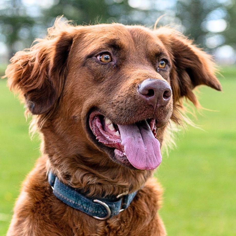 Enlarge June Carter, a Adoptable mixed breed in Laramie, WY image 3/4