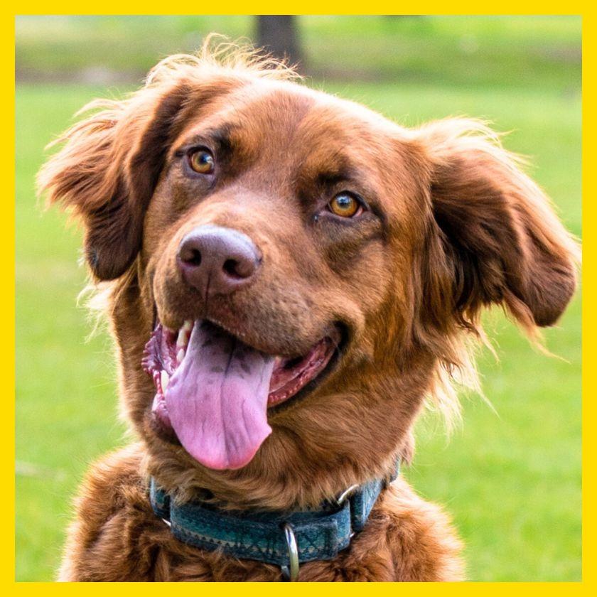 Enlarge June Carter, a Adoptable mixed breed in Laramie, WY image 4/4