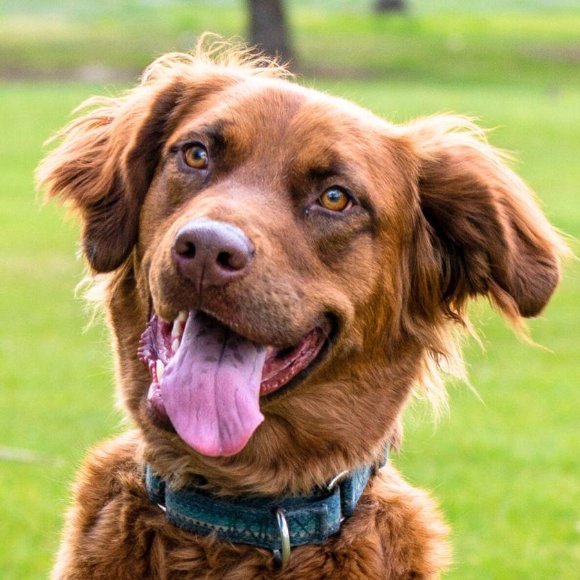 Enlarge June Carter, a Adoptable mixed breed in Laramie, WY image 4/4