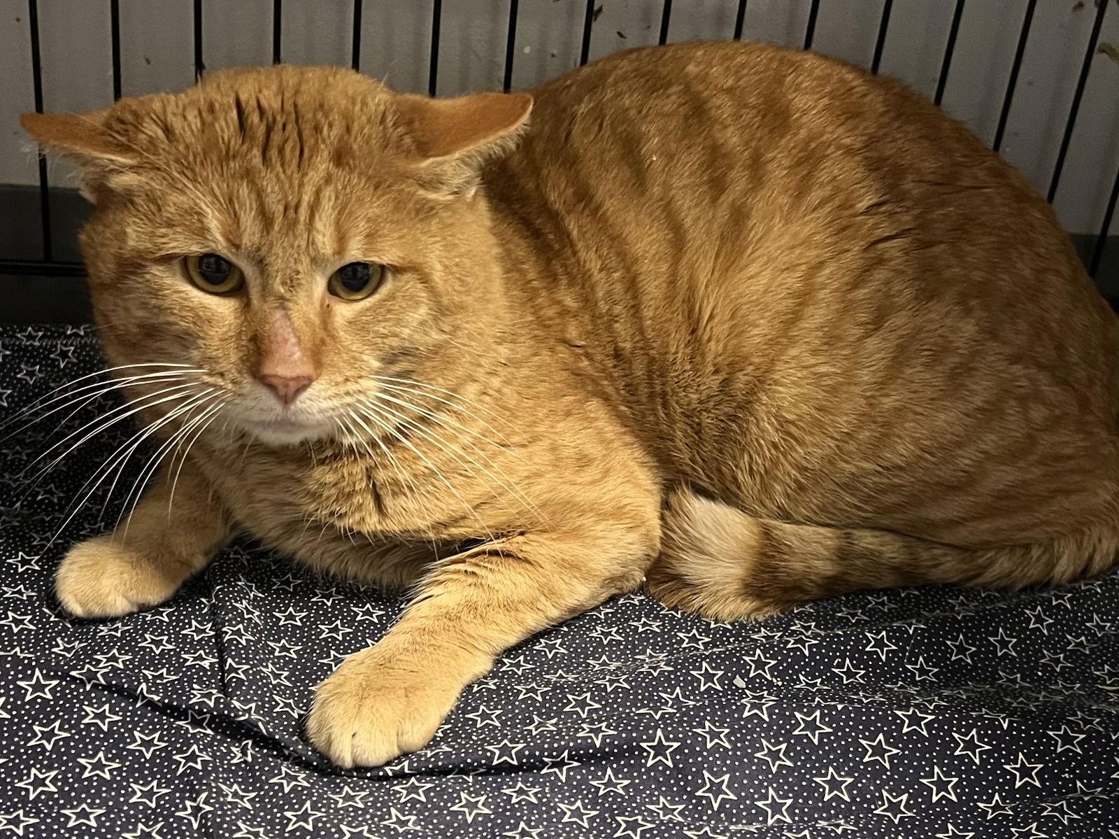 Enlarge Wilde, a Adopted mixed breed in Georgetown, KY image 1/1