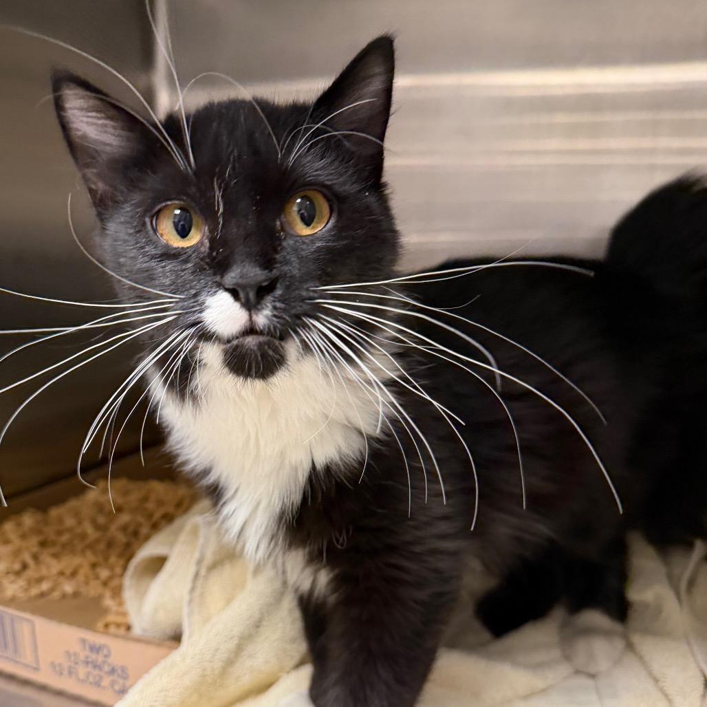Enlarge Books, a Adoptable Domestic Short Hair in Cody, WY image 1/2