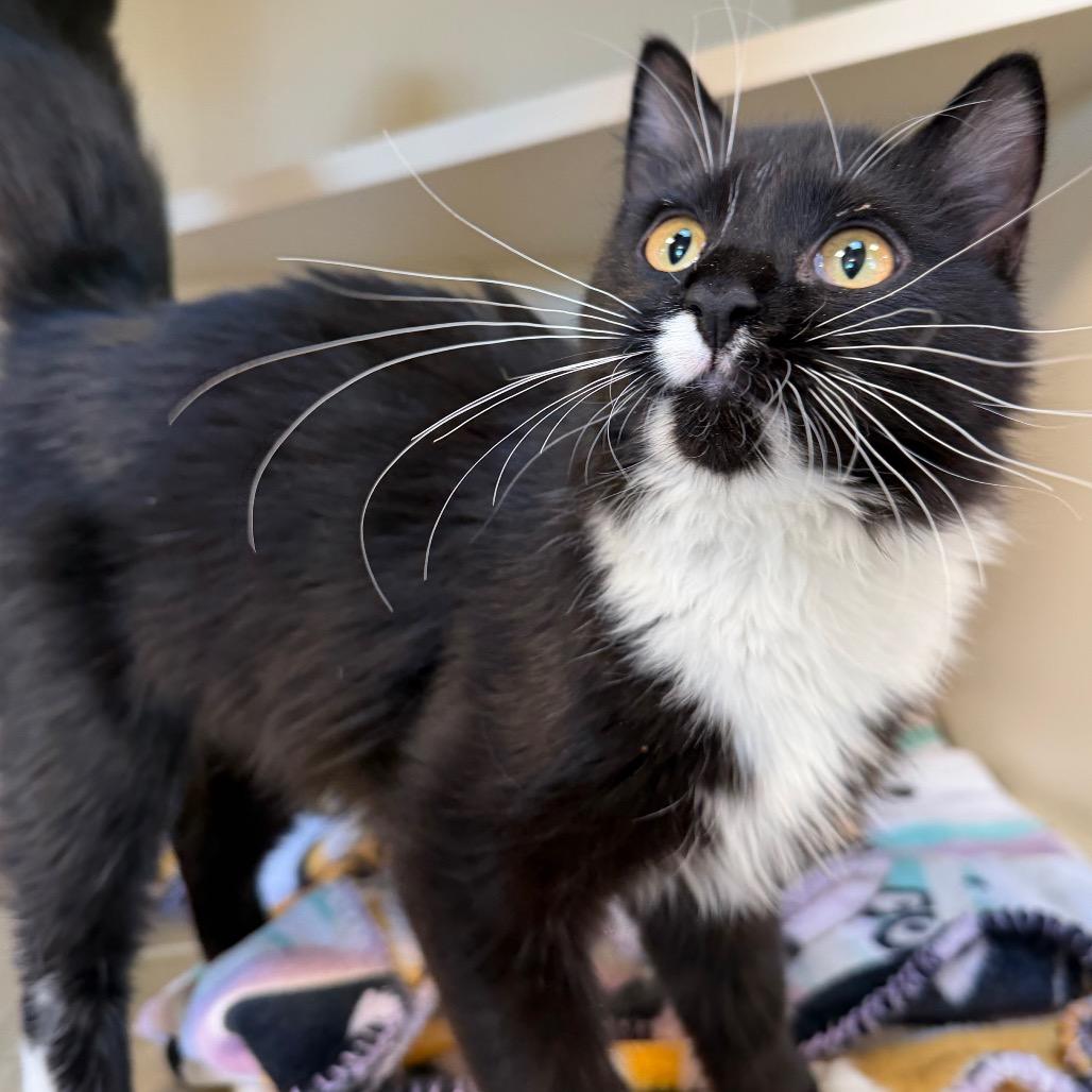 Enlarge Books, a Adoptable Domestic Short Hair in Cody, WY image 2/2