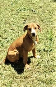 Lachlan, Baby Male Labrador Retriever