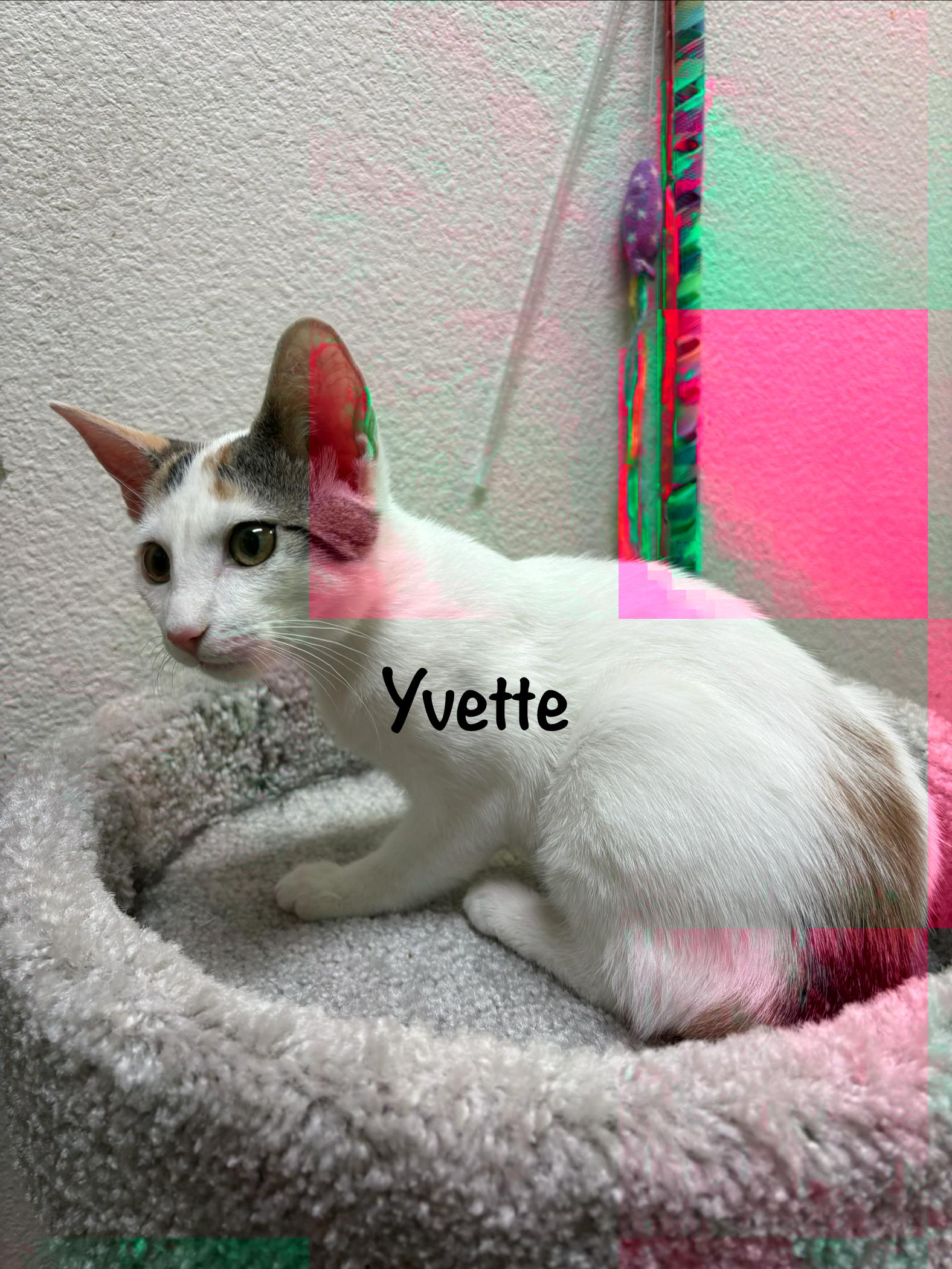 Enlarge Yvette (call 602-692-1499 to meet Yvette), a Adoptable mixed breed in Phoenix, AZ image 3/5