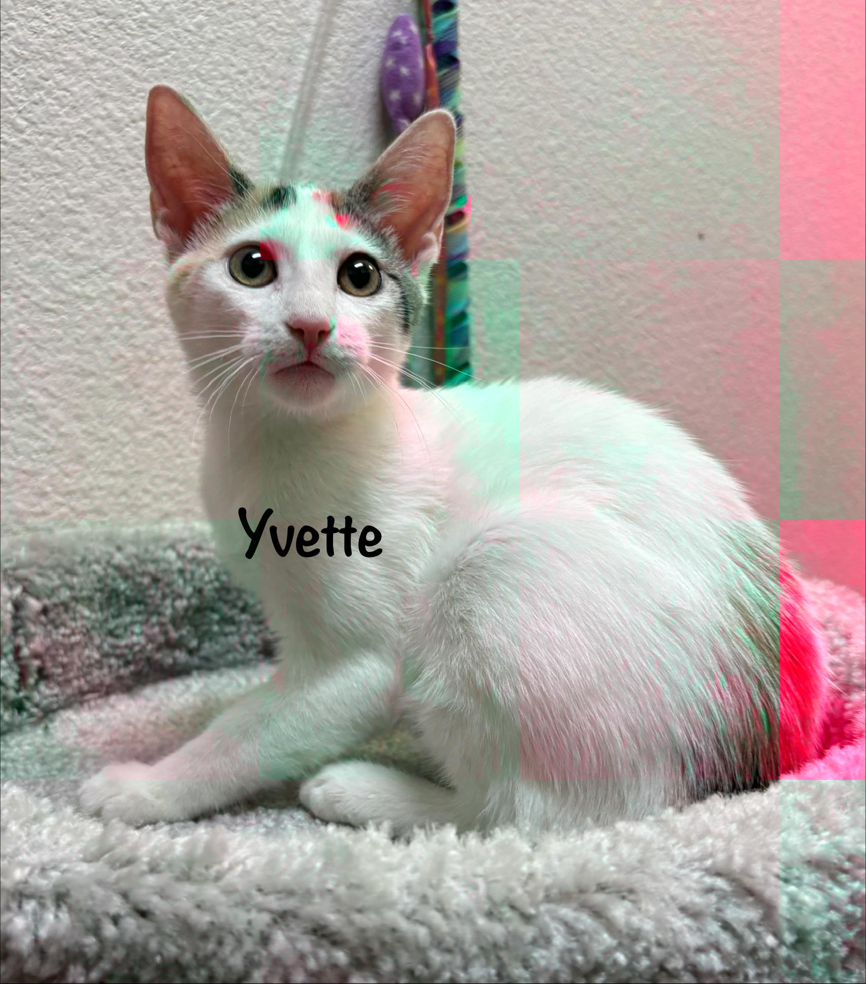 Enlarge Yvette (call 602-692-1499 to meet Yvette), a Adoptable mixed breed in Phoenix, AZ image 2/5