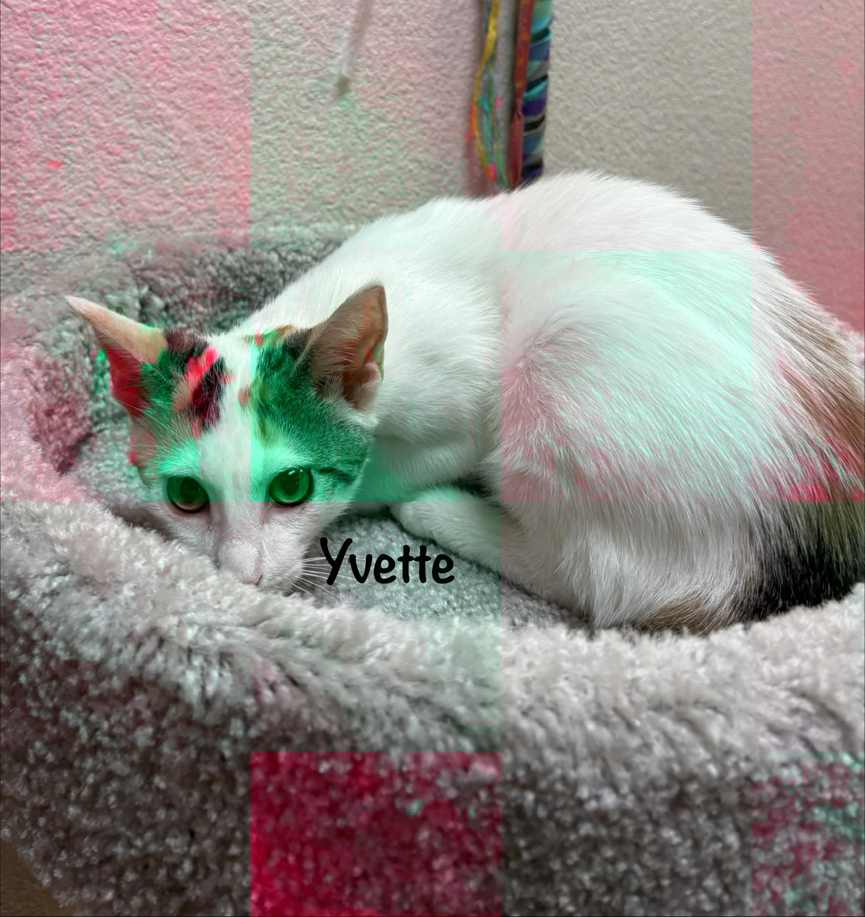 Enlarge Yvette (call 602-692-1499 to meet Yvette), a Adoptable mixed breed in Phoenix, AZ image 5/5