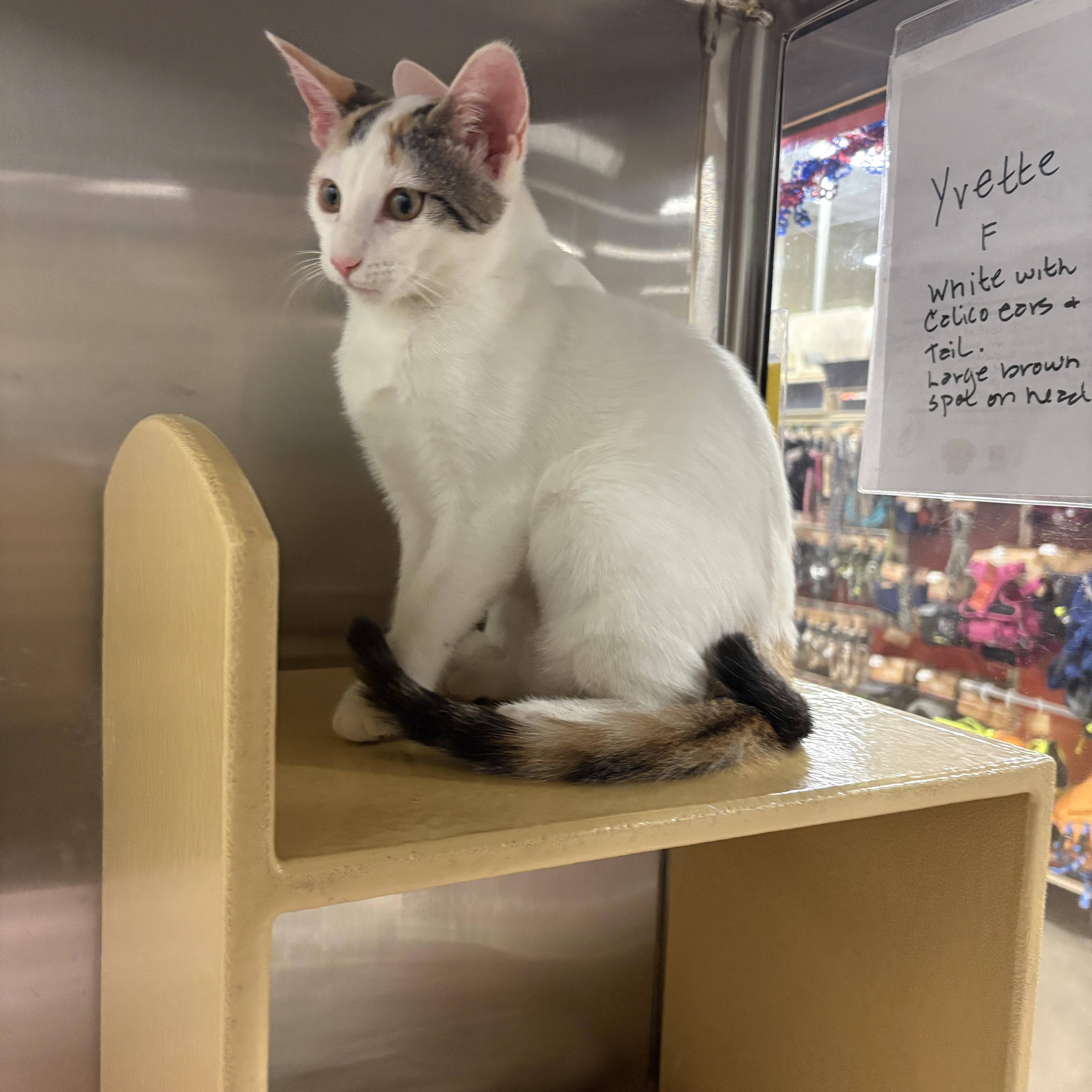 Yvette (call 602-692-1499 to meet Yvette), Adoptable, Young Female Turkish Van.
