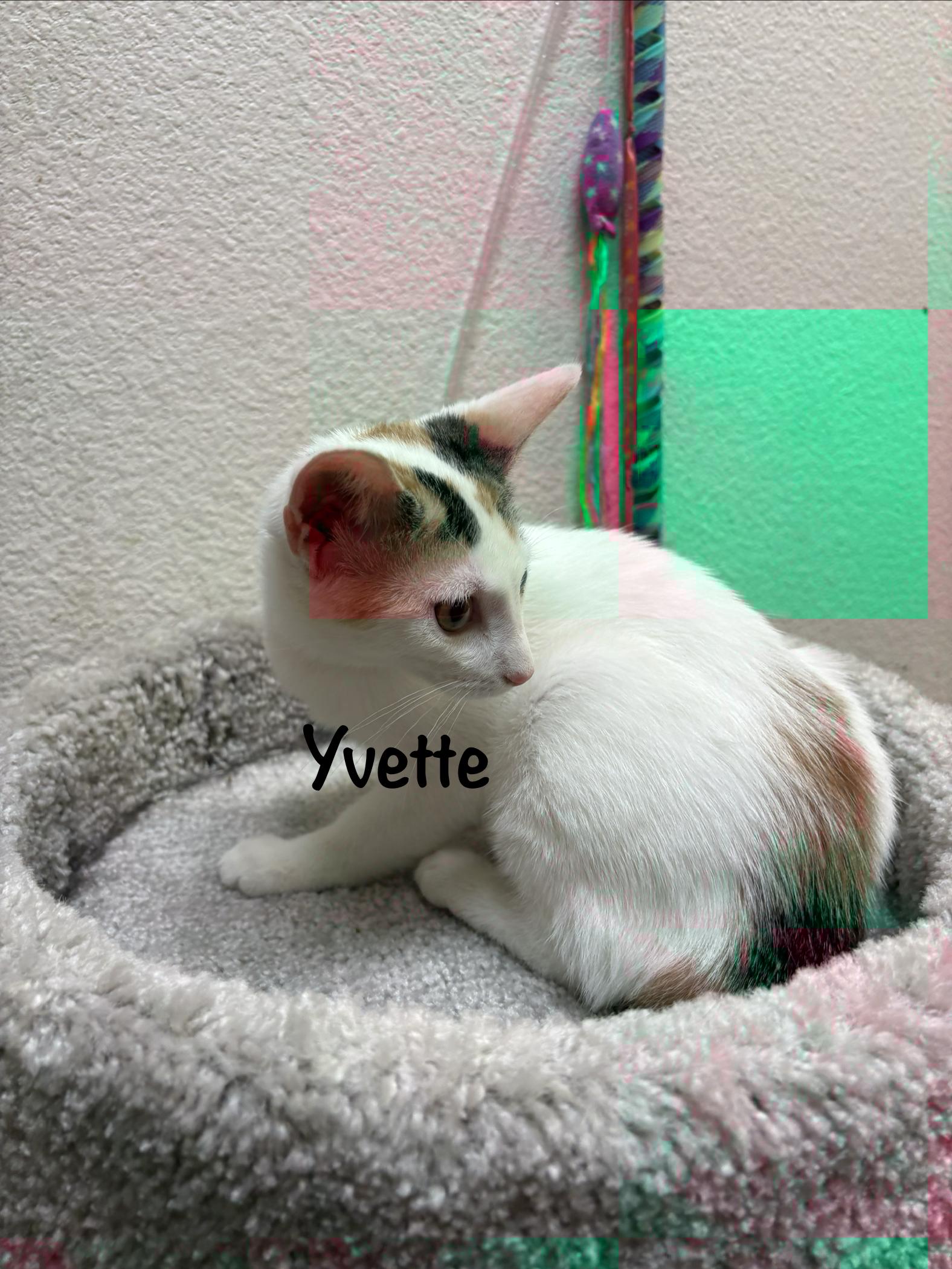Enlarge Yvette (call 602-692-1499 to meet Yvette), a Adoptable mixed breed in Phoenix, AZ image 4/5