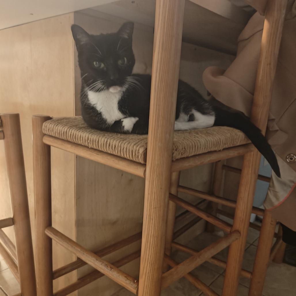 Enlarge Kitty Wu, a Adoptable Domestic Short Hair in Gainesville, FL image 1/6