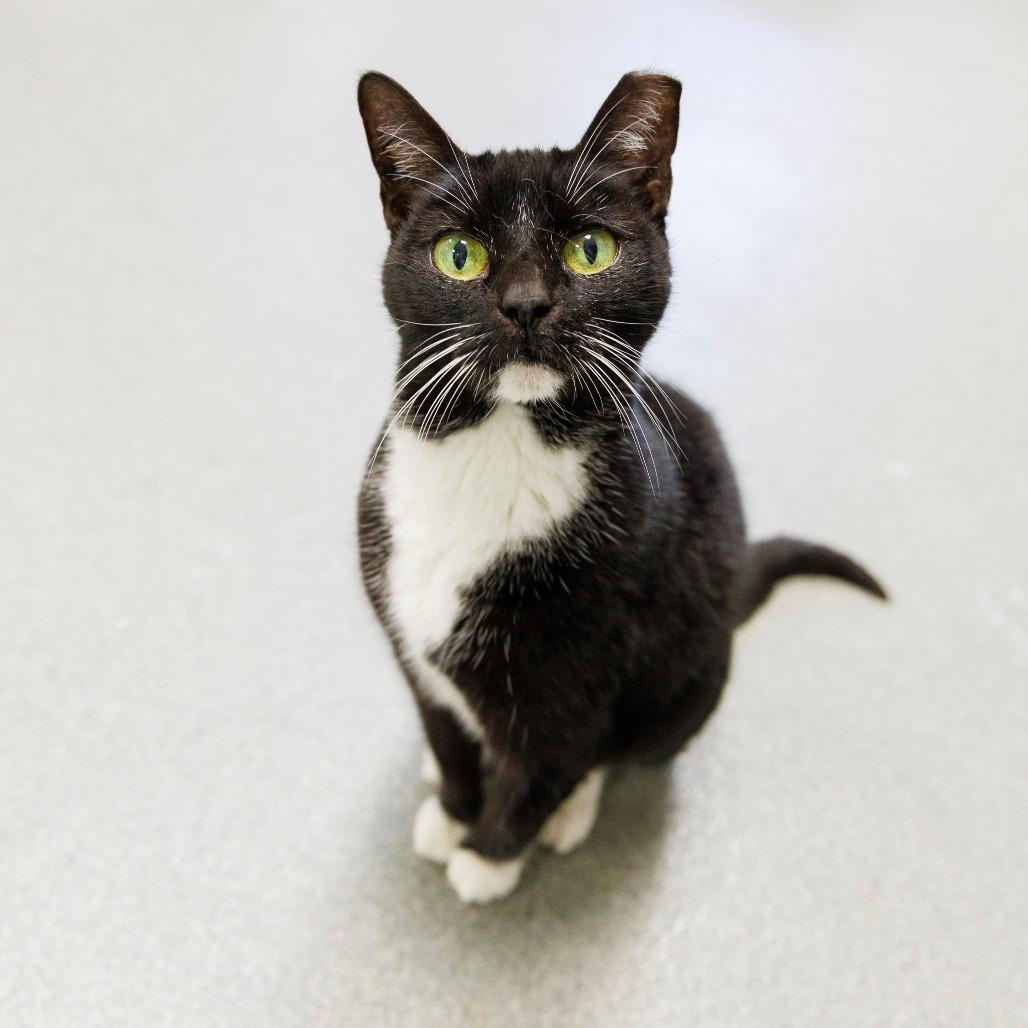 Kitty Wu, Adoptable, Senior Female Domestic Short Hair.