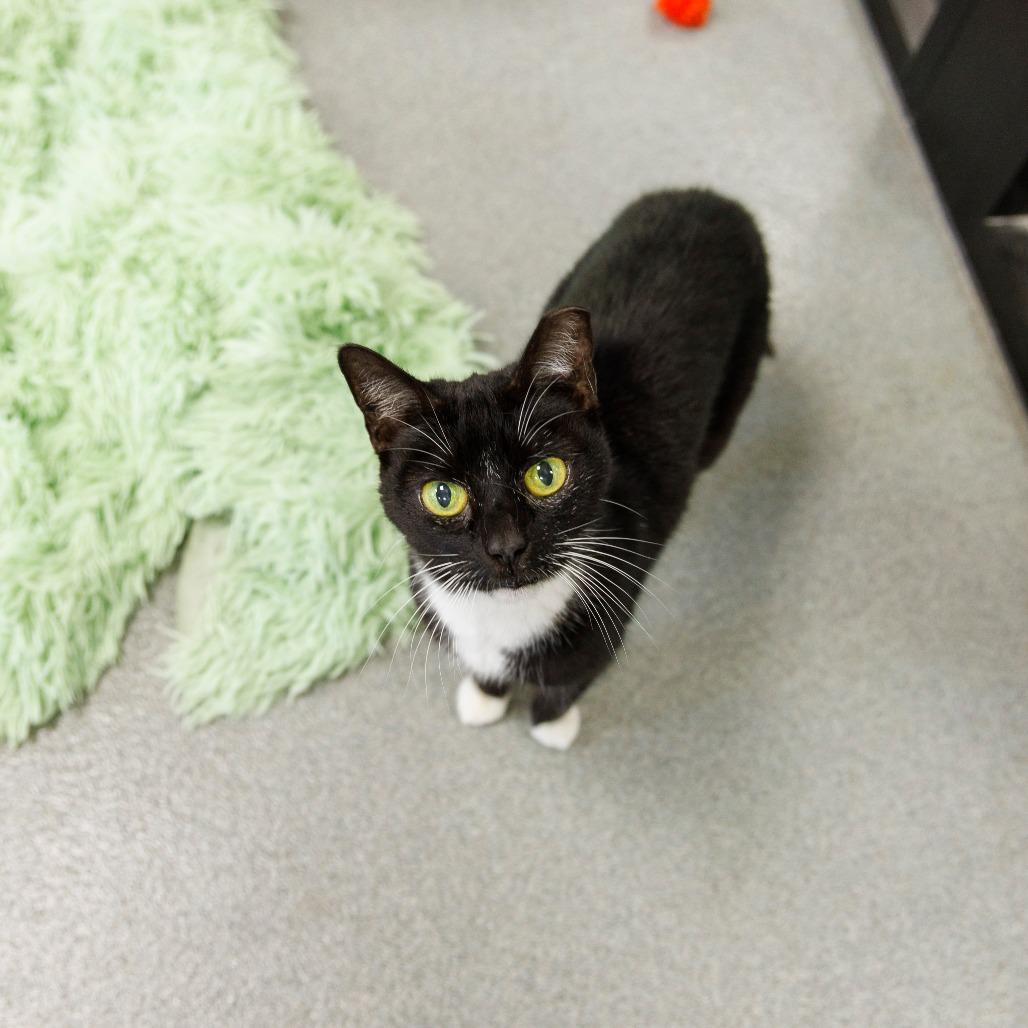 Enlarge Kitty Wu, a Adoptable Domestic Short Hair in Gainesville, FL image 3/6