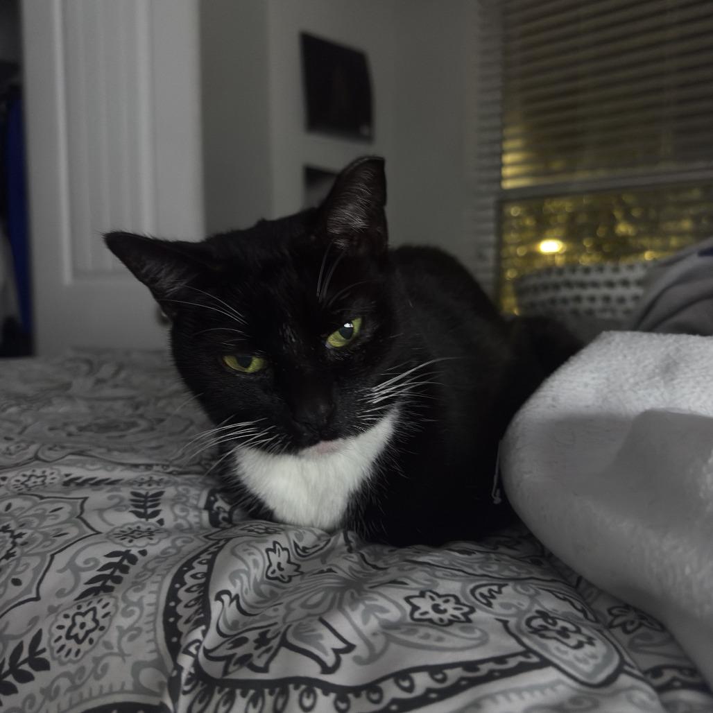 Enlarge Kitty Wu, a Adoptable Domestic Short Hair in Gainesville, FL image 1/3