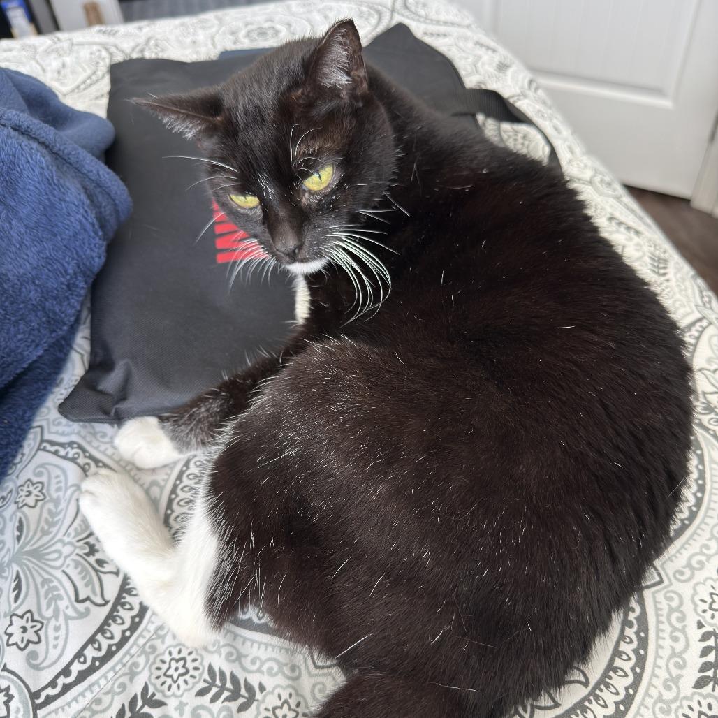 Enlarge Kitty Wu, a Adoptable Domestic Short Hair in Gainesville, FL image 2/3