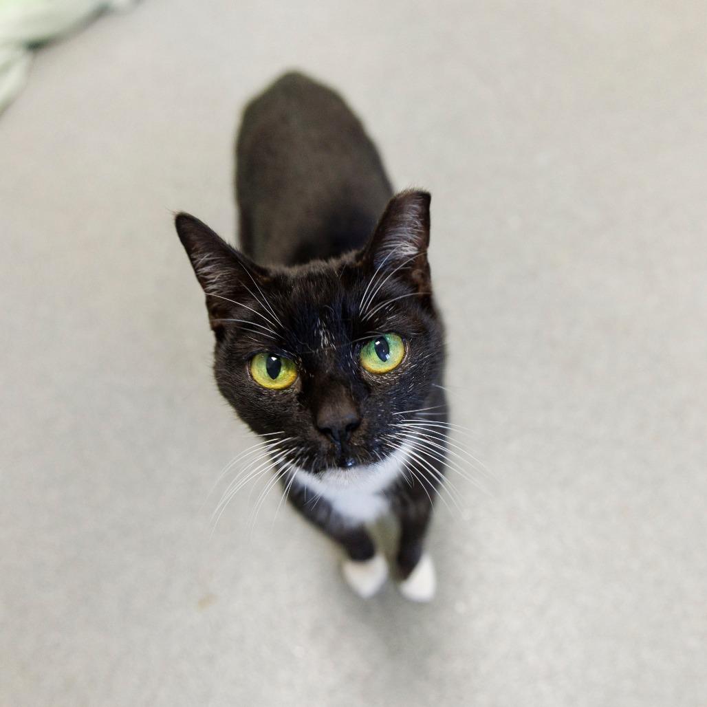 Enlarge Kitty Wu, a Adoptable Domestic Short Hair in Gainesville, FL image 5/6