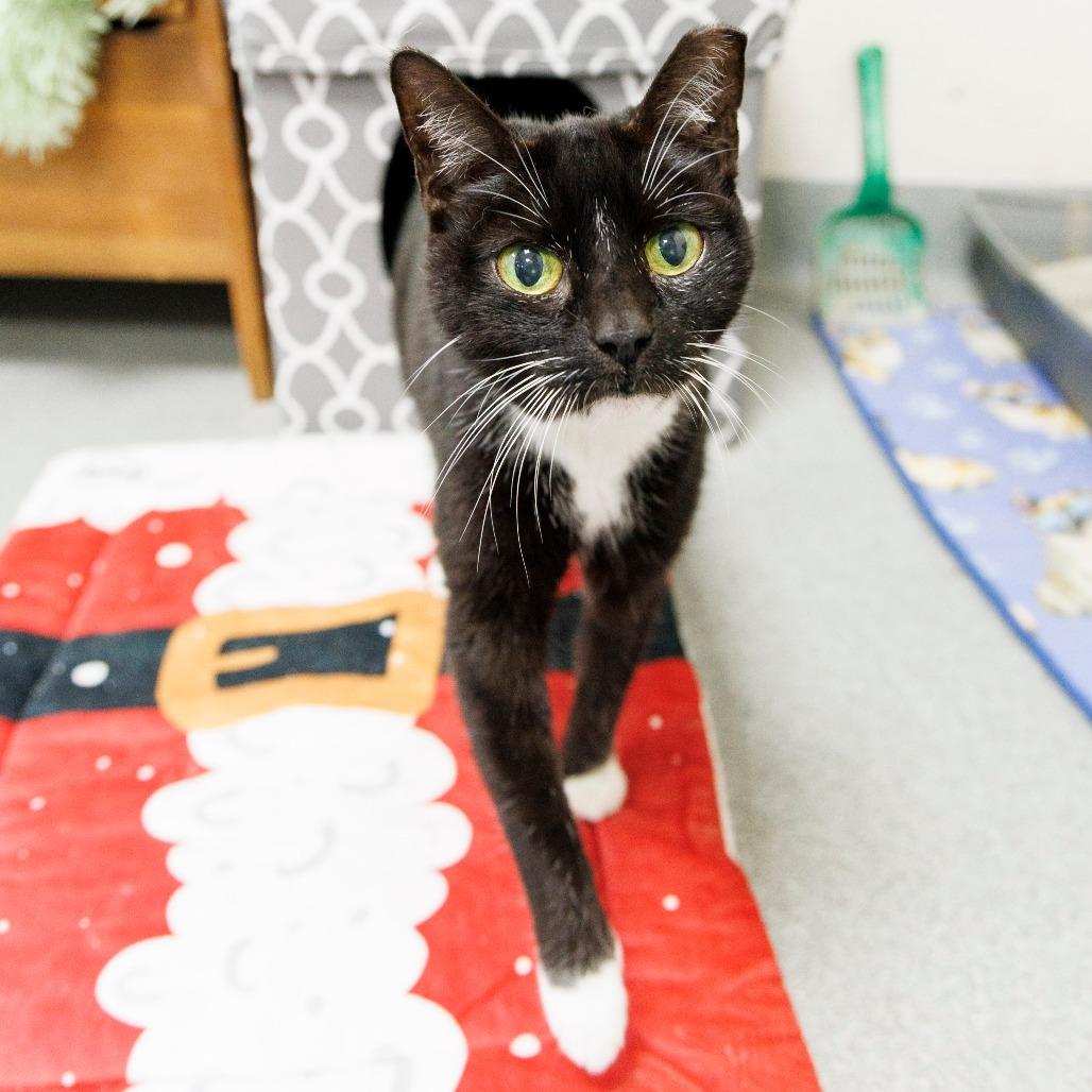 Enlarge Kitty Wu, a Adoptable Domestic Short Hair in Gainesville, FL image 3/3