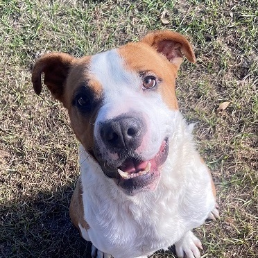 Micah, a Adoptable mixed breed in Manning, SC image 1/2