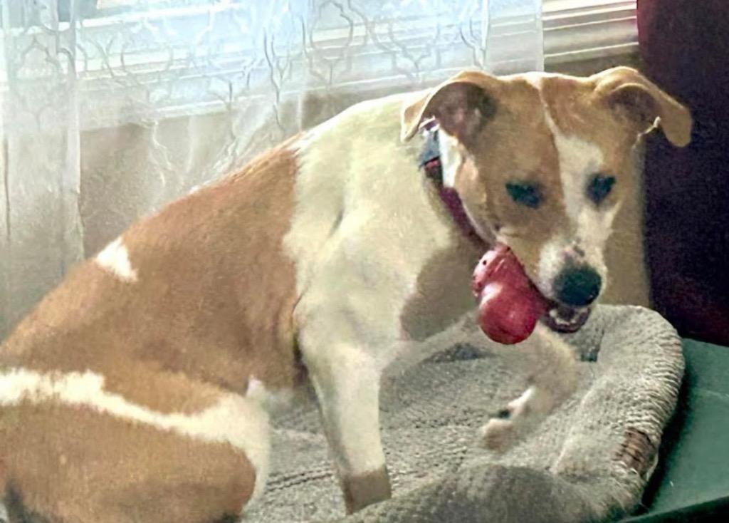 Ruby, Adoptable, Young Female Jack Russell Terrier & Mixed Breed.