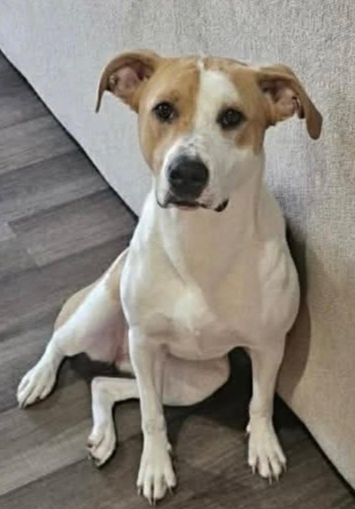 Enlarge Ruby, a Adoptable mixed breed in Crossville, TN image 2/3