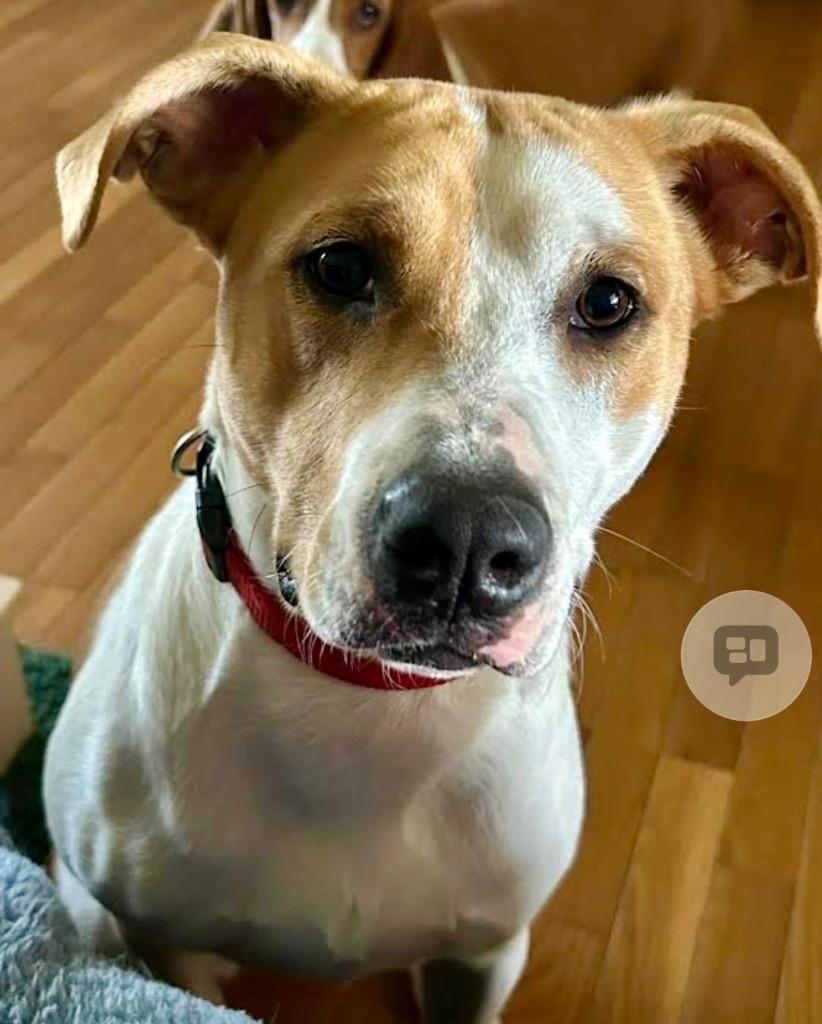 Enlarge Ruby, a Adoptable mixed breed in Crossville, TN image 3/3