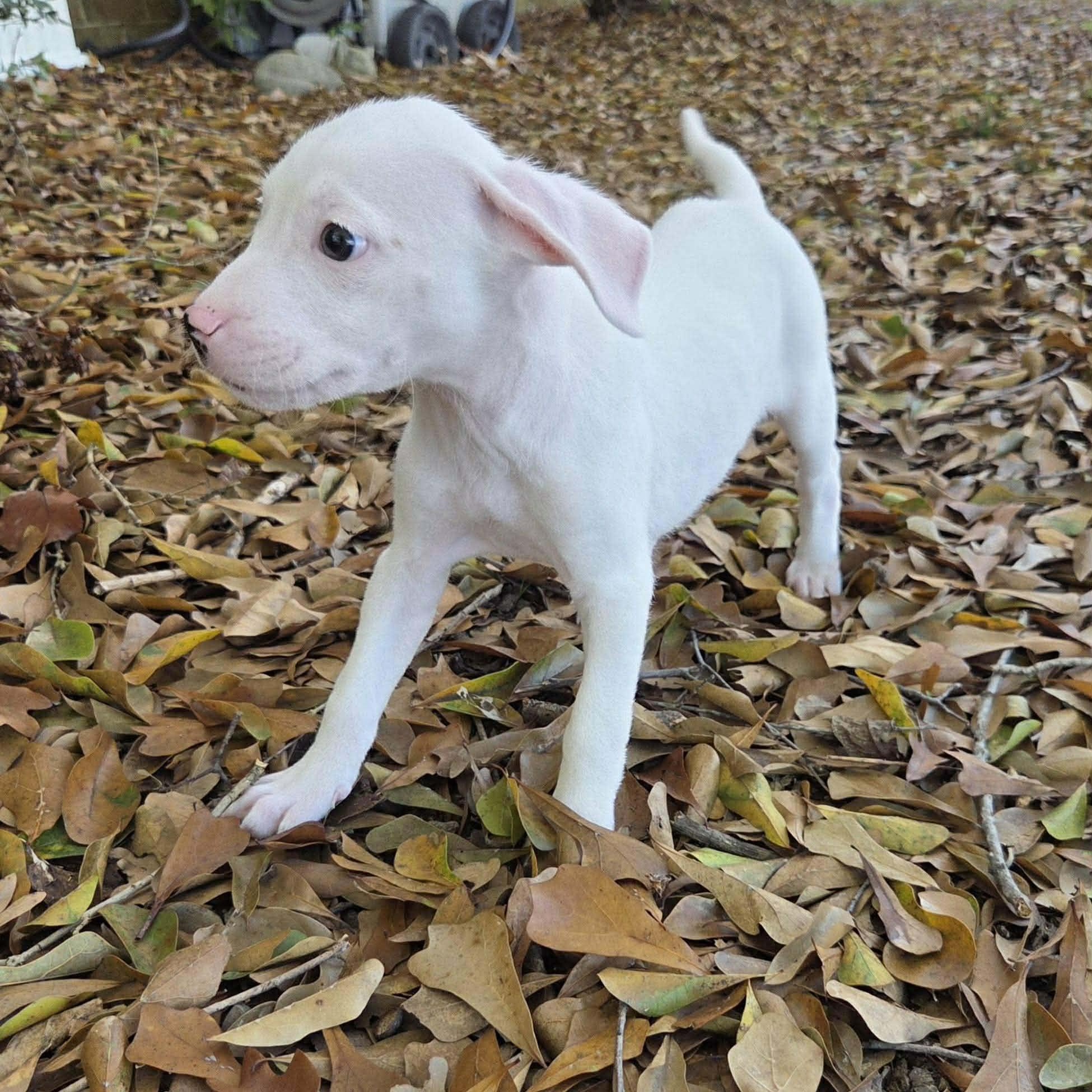 Enlarge Lottie, a ADOPTABLE mixed breed in Chepachet, RI image 4/6