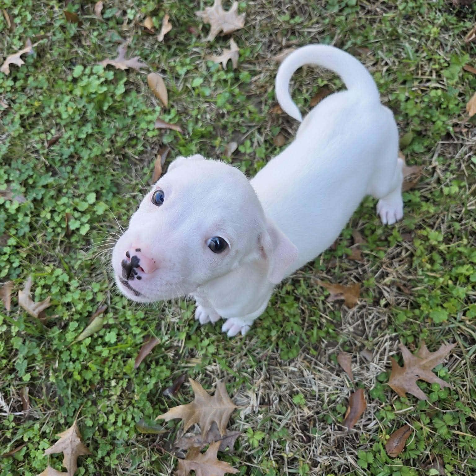 Enlarge Lottie, a ADOPTABLE mixed breed in Chepachet, RI image 6/6