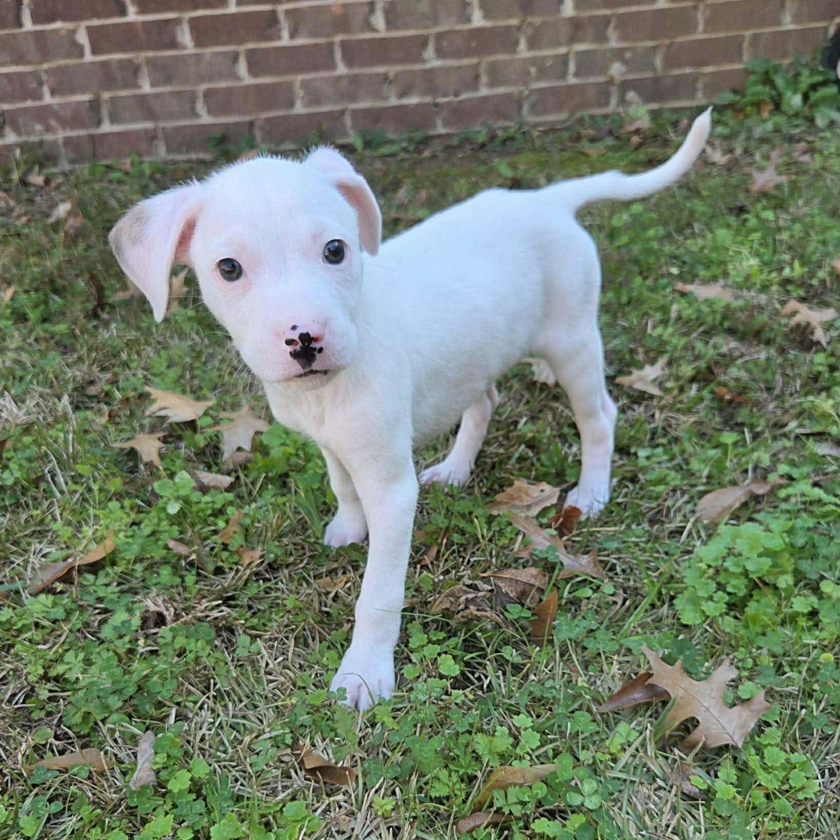 Lottie, ADOPTABLE, Puppy Female Terrier & Chihuahua.