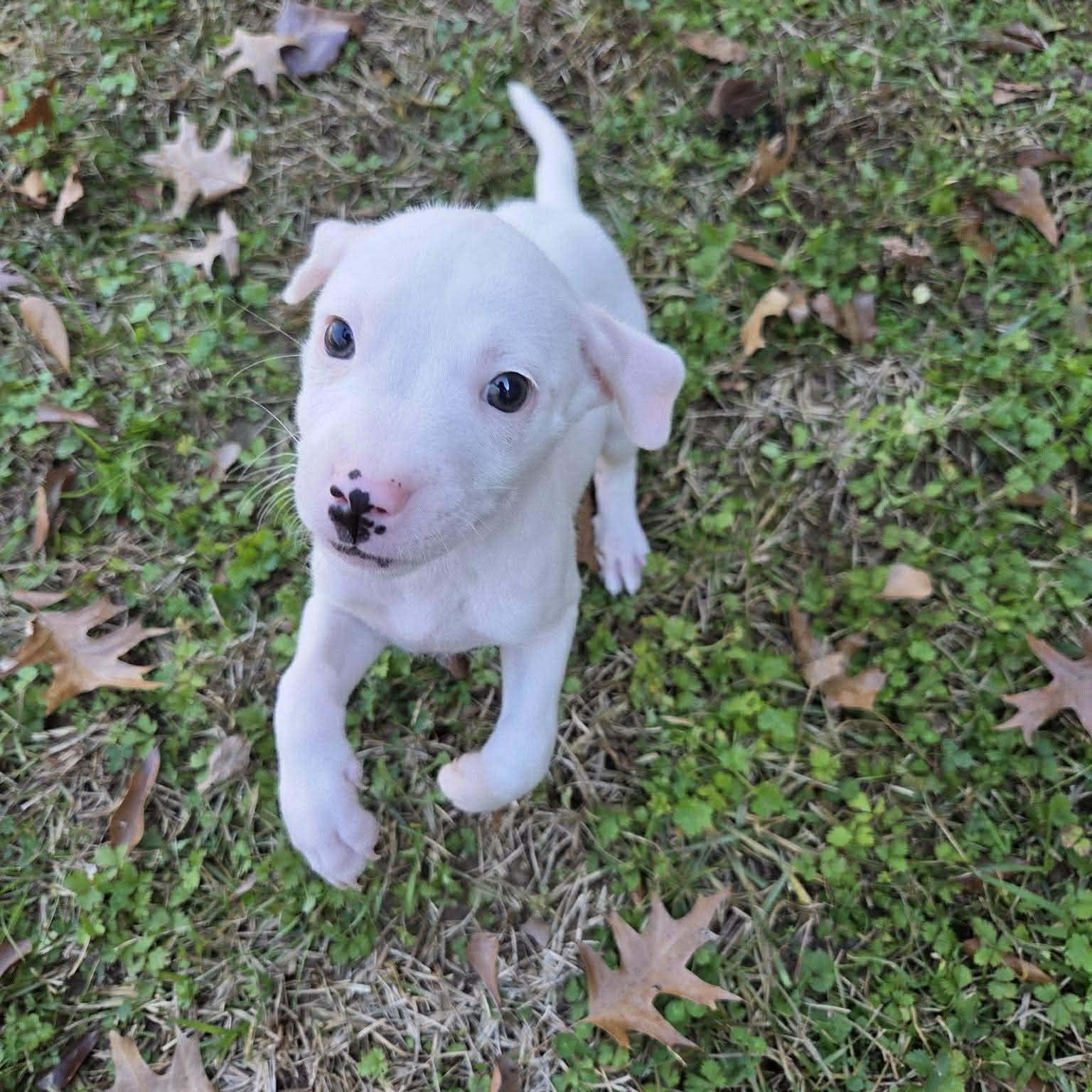 Enlarge Lottie, a ADOPTABLE mixed breed in Chepachet, RI image 5/6