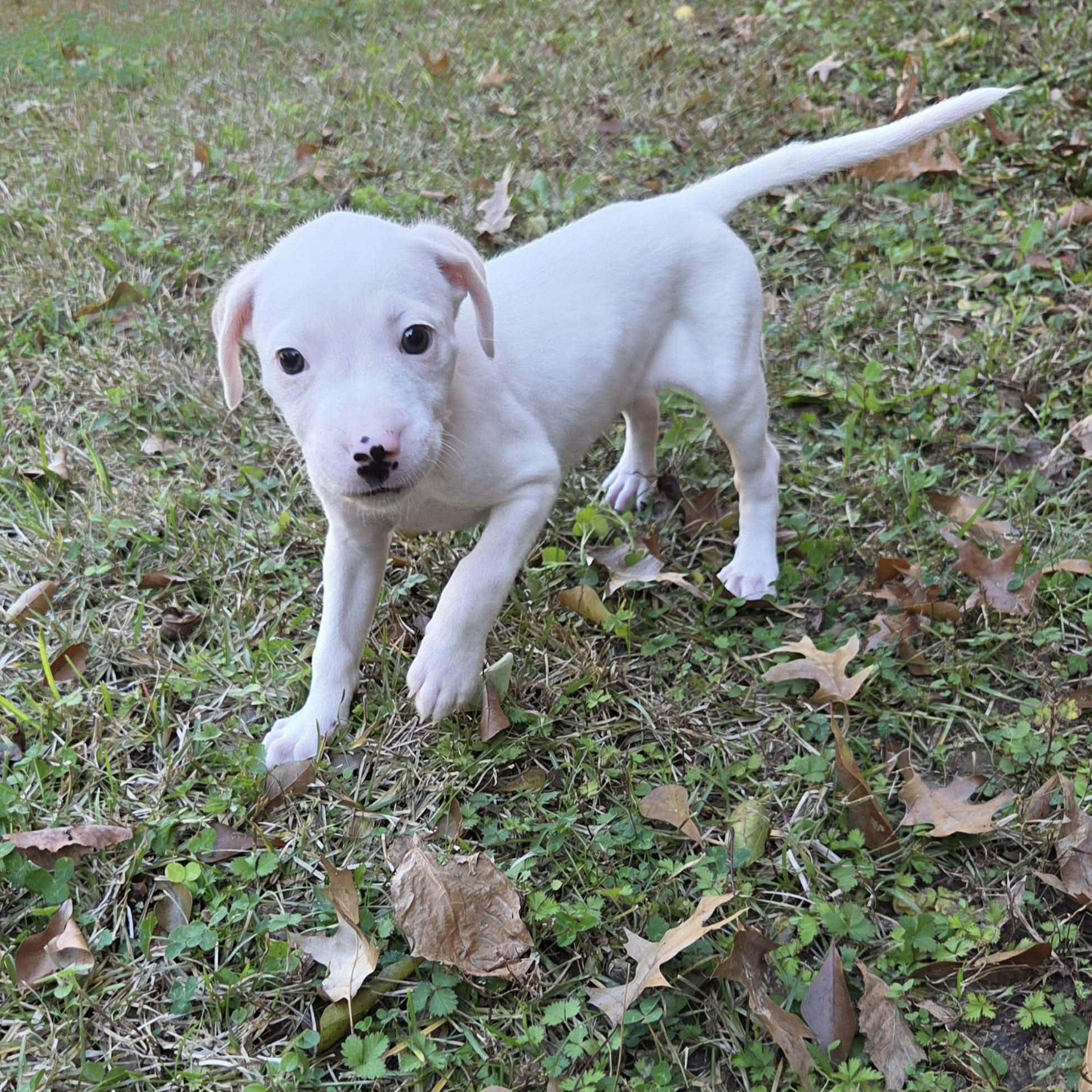 Enlarge Lottie, a ADOPTABLE mixed breed in Chepachet, RI image 2/6