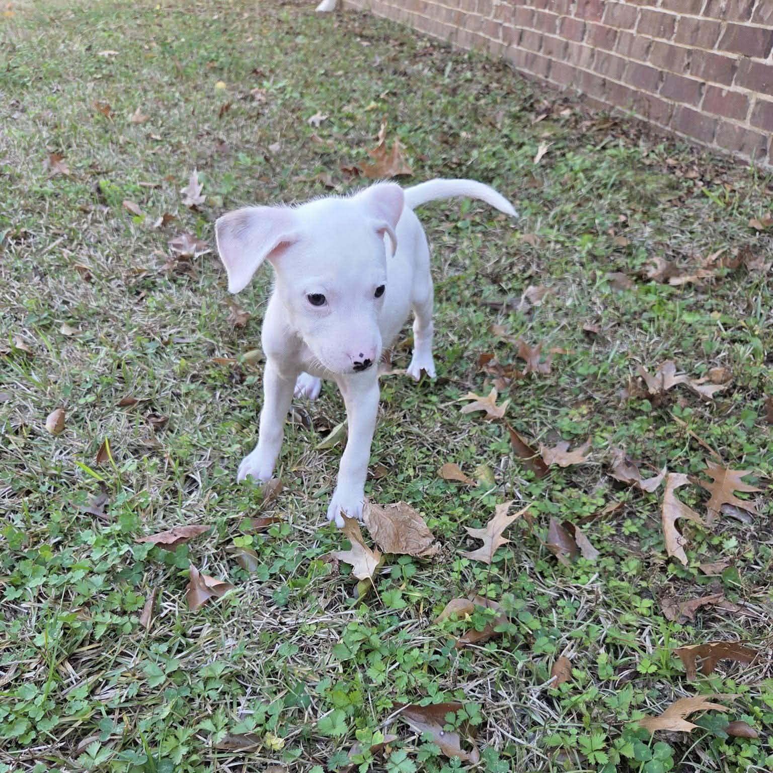 Enlarge Lottie, a ADOPTABLE mixed breed in Chepachet, RI image 3/6