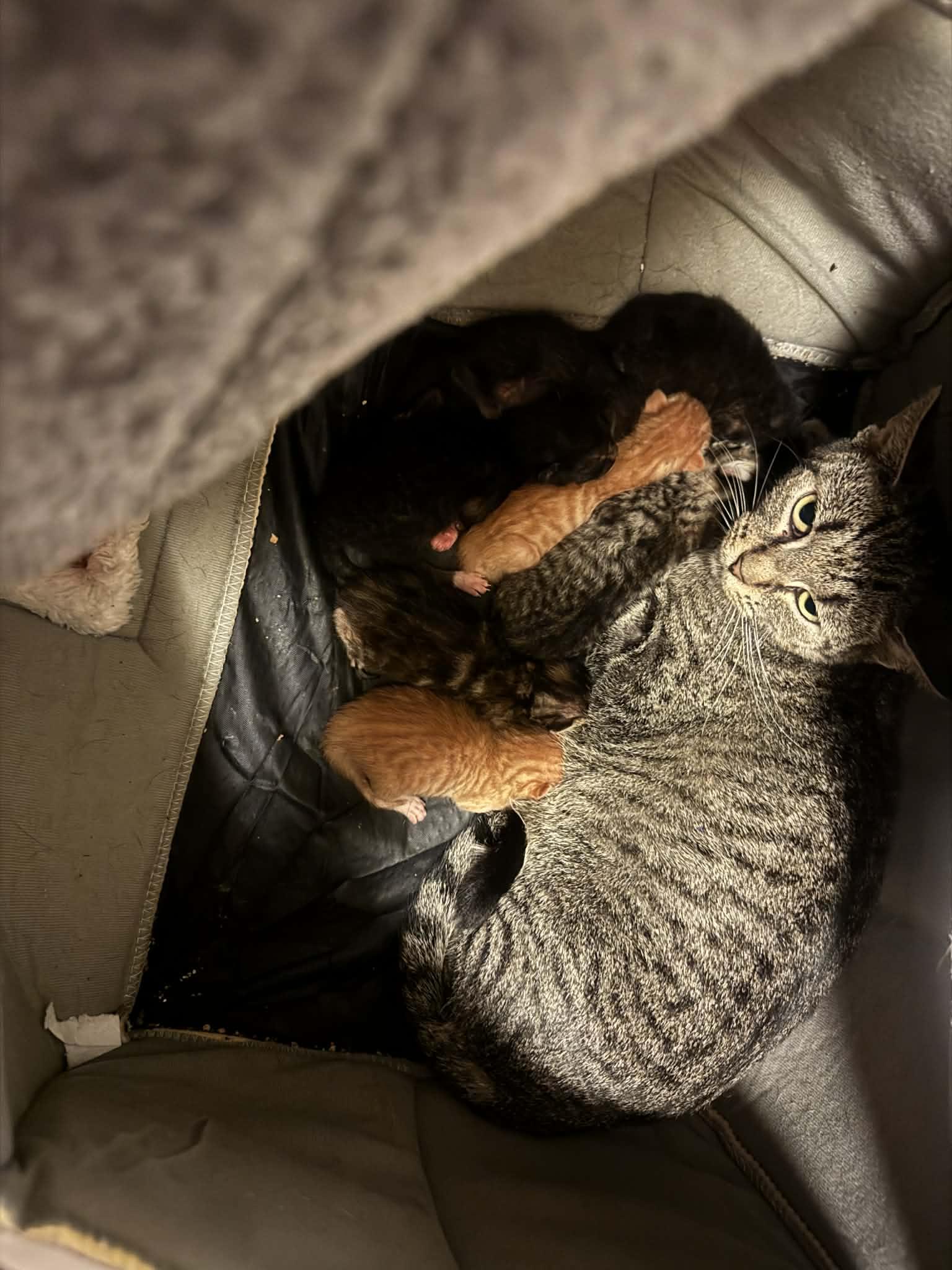 Enlarge Summer, a ADOPTABLE Domestic Short Hair in Lumberton, NC image 3/5