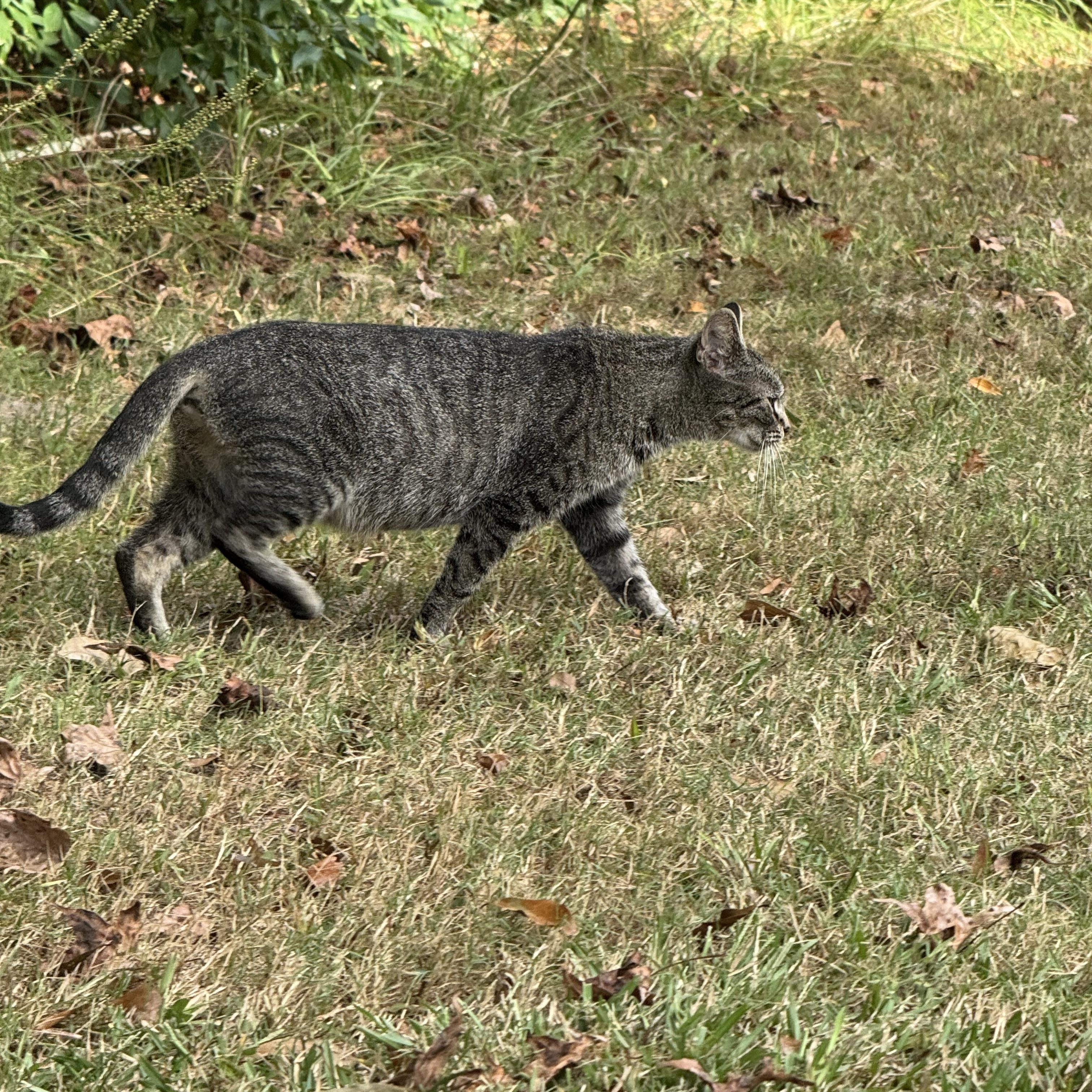 Enlarge Summer, a ADOPTABLE Domestic Short Hair in Lumberton, NC image 5/5