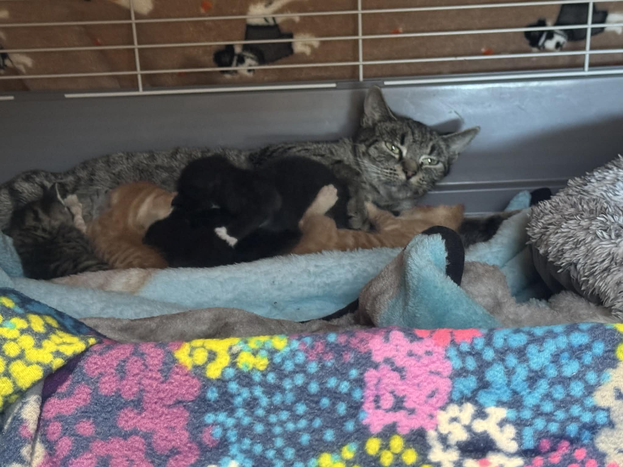 Enlarge Summer, a ADOPTABLE Domestic Short Hair in Lumberton, NC image 2/5