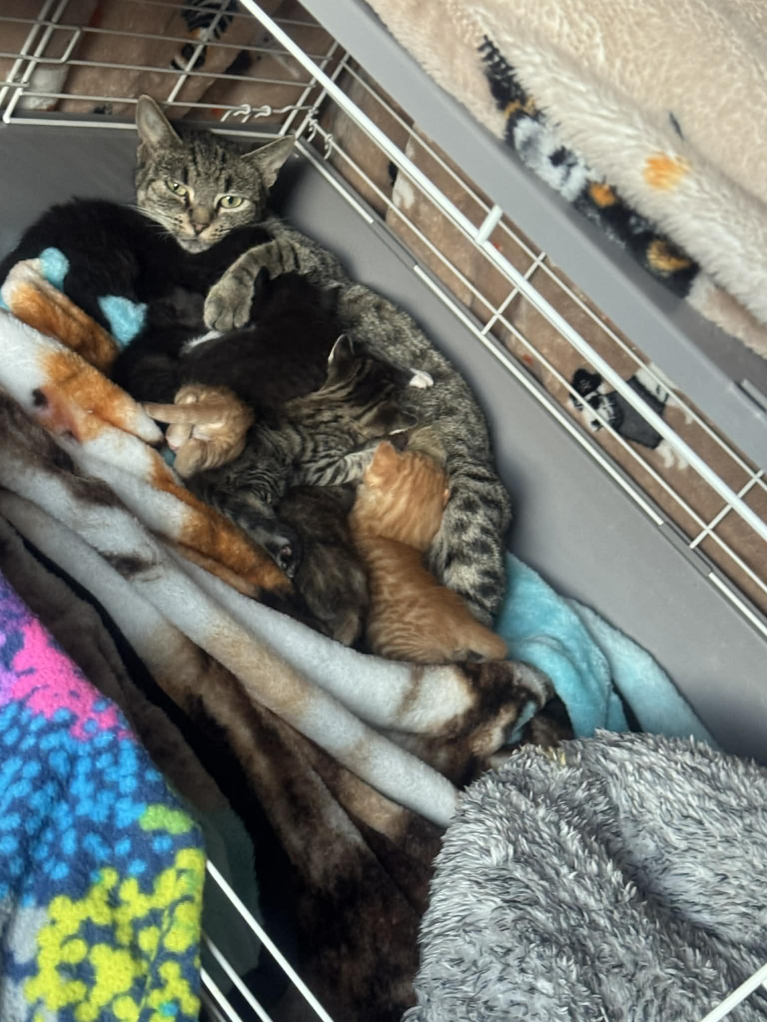 Enlarge Summer, a ADOPTABLE Domestic Short Hair in Lumberton, NC image 1/5