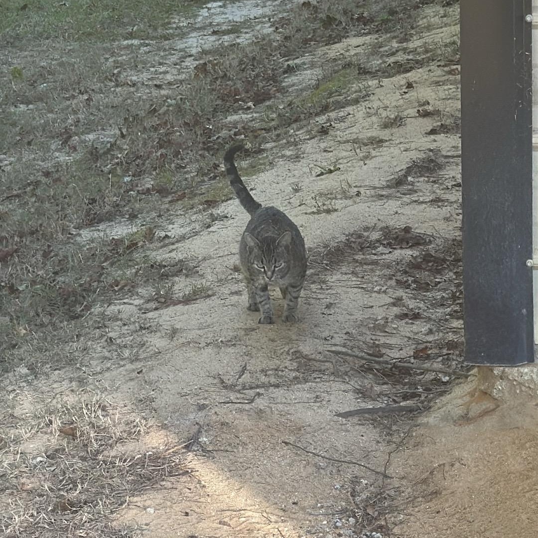 Enlarge Summer, a ADOPTABLE Domestic Short Hair in Lumberton, NC image 4/5