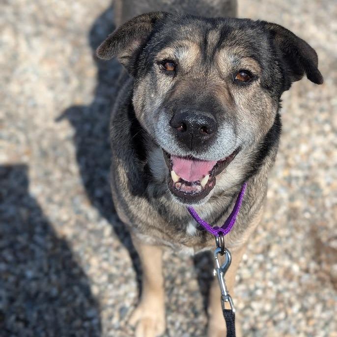 Enlarge Mocha, a Adoptable Mixed Breed in West Olive, MI image 1/6