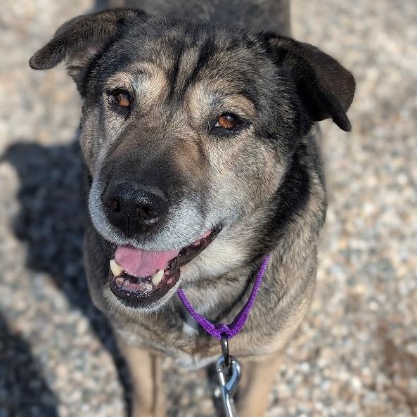 Enlarge Mocha, a Adoptable Mixed Breed in West Olive, MI image 2/6