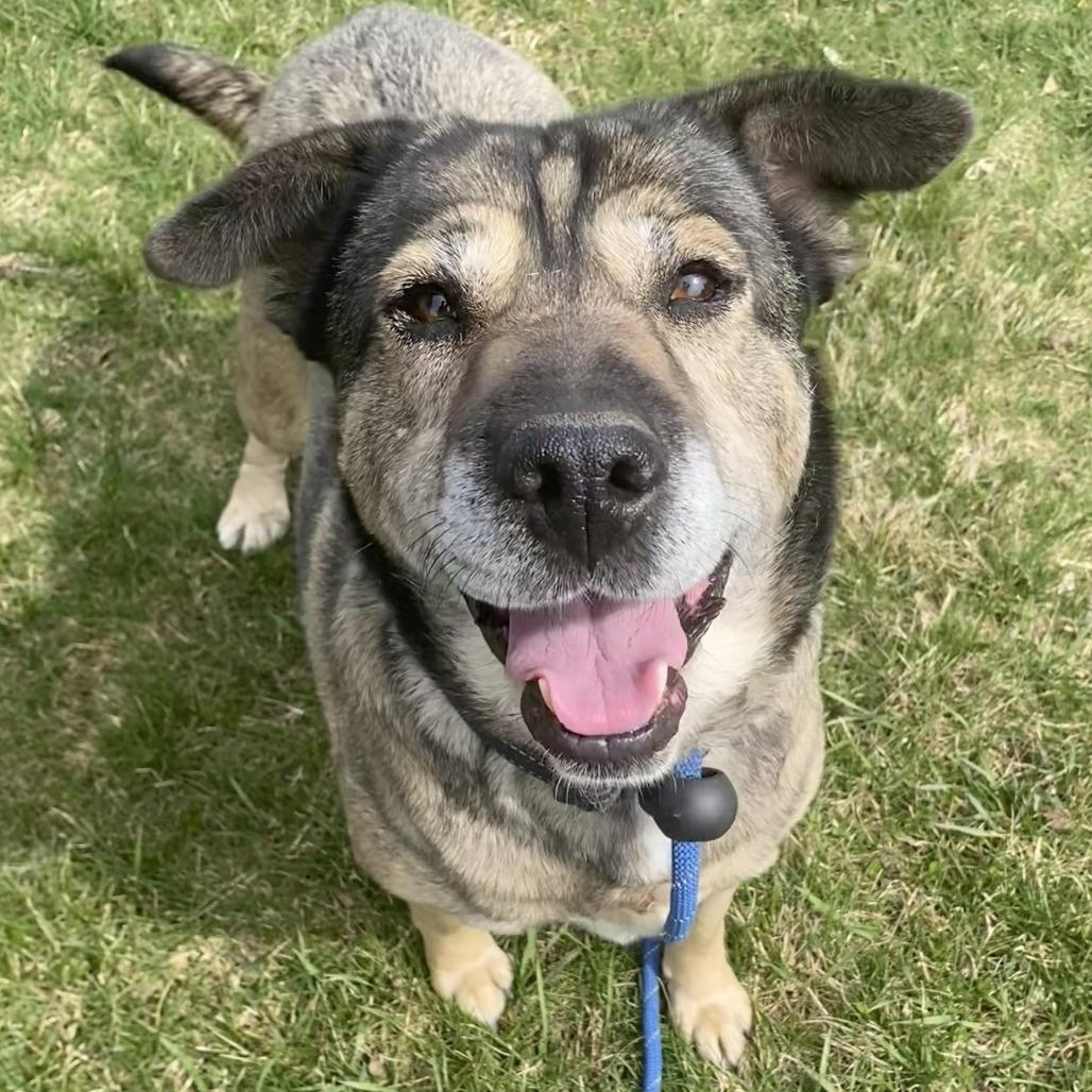 Enlarge Mocha, a Adoptable Mixed Breed in West Olive, MI image 3/6