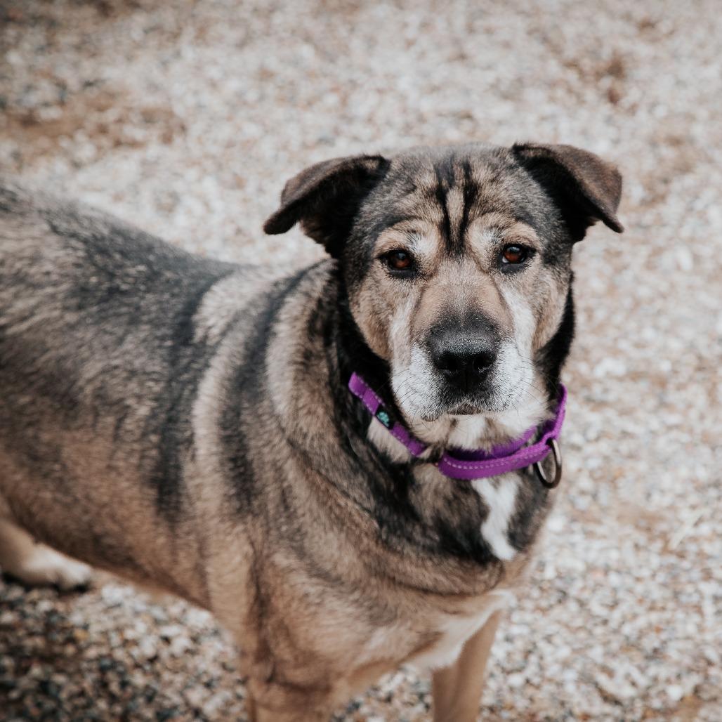 Enlarge Mocha, a Adoptable Mixed Breed in West Olive, MI image 4/6
