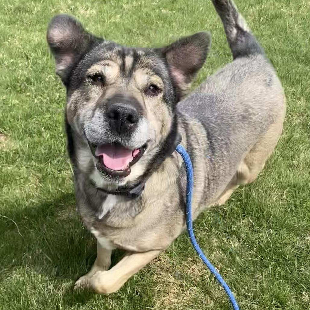 Enlarge Mocha, a Adoptable Mixed Breed in West Olive, MI image 5/6